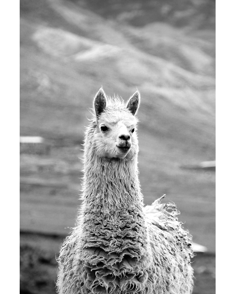 Esencia Rib Leggings, Ivory - 100% alpaca wool unisex (bambini)
