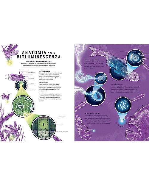 L'ippocampo Ragazzi Bagliori - Le Meraviglie Nascoste della Bioluminescenza - Jennifer Smith Books