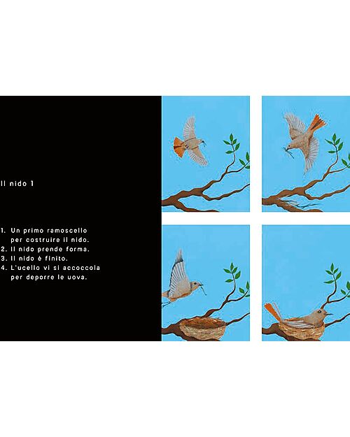 L'ippocampo Ragazzi In 4 Times - Illustrtaed Edition - Bernadette Gervais Books