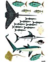 Poppik Scientific Poster - Animals of the Ocean - 7 years and up Wall Decorations