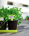 Sembra Hortus Mini Kit Basil - Plant, grow, pick your plant! STEM toys