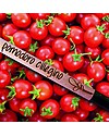 Sprout Plantable Pencil 100% Sustainable - Cherry Tomato Gardening Toys