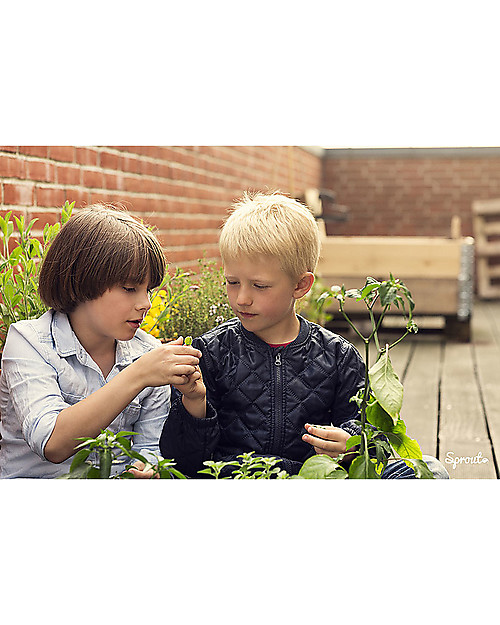 Sprout Plantable Pencil 100% Sustainable - Cherry Tomato Gardening Toys
