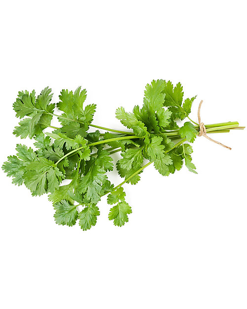 Sprout Plantable Pencil 100% Sustainable - Coriander - Without box Gardening Toys