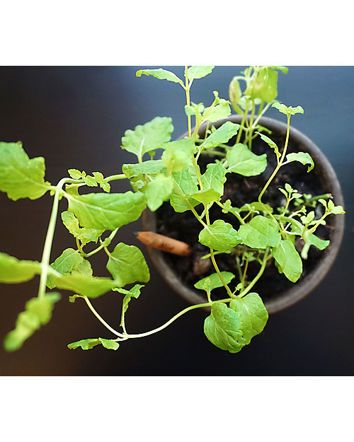 Sprout Plantable Pencil 100% Sustainable - Mint Draw And Color