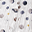 Summer Sleep Bag -Planetary- Double layers of 100% cotton muslin